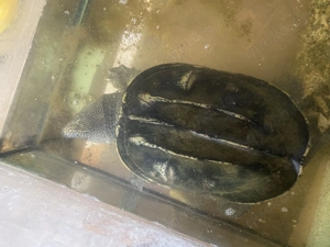 Staurotypus tripocatus 