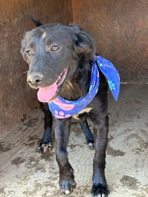 Violetta, z.Zt. in Ungarn, ist ein typischer Welpe.