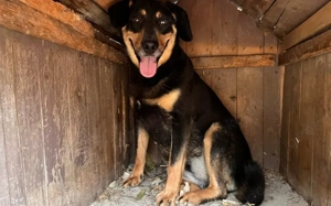 Neuanfang für Miss Elly gesucht Bild 2