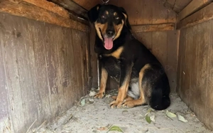 Neuanfang für Miss Elly gesucht Bild 4