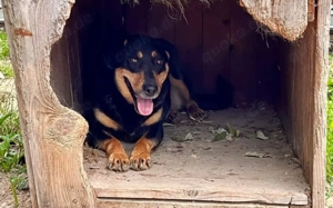 Neuanfang für Miss Elly gesucht Bild 3