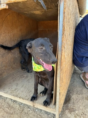 Viktoria , z. Zt. in Ungarn, ist ein typischer Welpe.  Bild 8