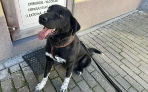 Dante sucht Hundeversteher