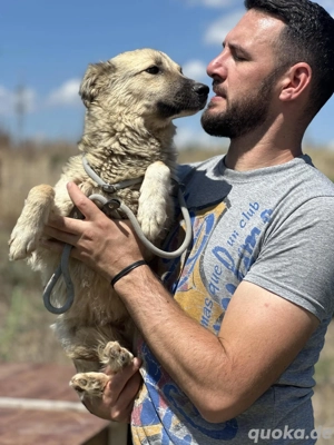 Sanfte Sandy sucht einfühlsame Hundefreunde