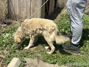 Sanfte Sandy sucht einfühlsame Hundefreunde Bild 4