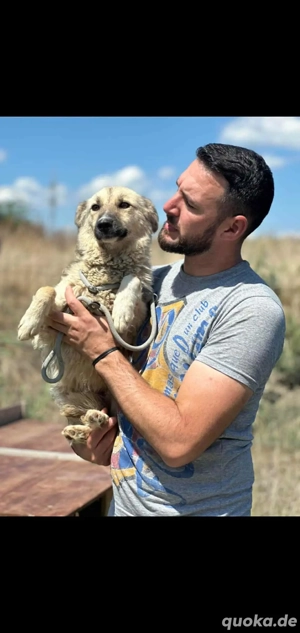 Sanfte Sandy sucht einfühlsame Hundefreunde Bild 3