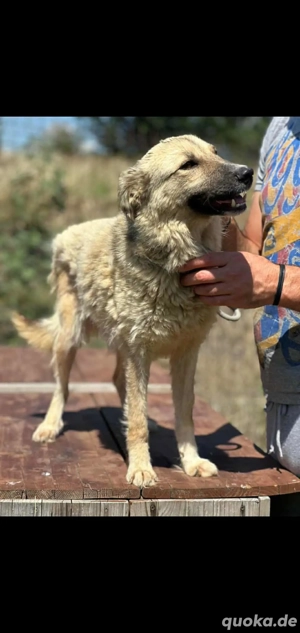 Sanfte Sandy sucht einfühlsame Hundefreunde Bild 2
