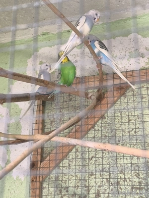 junge Wellensittiche  Bild 5