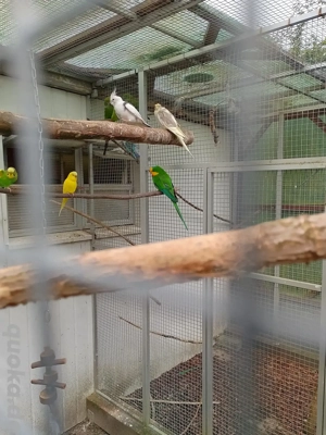 junge Wellensittiche  Bild 6