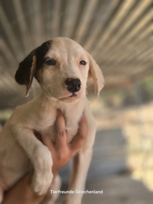 Kleine Miranda sucht ihr großes Glück  Bild 3