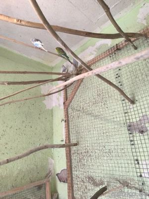 junge Wellensittiche  Bild 7