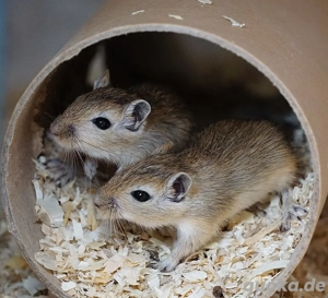 Rennmäuse aus seriöser Rennmauszucht, Jungtiere, Gerbil Bild 2