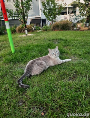 BKH BLH Deckkater Blue Point mit sehr guter Deckerfahrung Bild 7