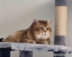 BKH Deckkater Pascha(Nicht zu verkaufen) Bild 5