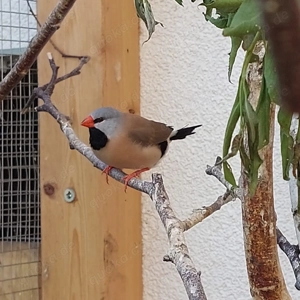 Spitzschwanzamadinen 