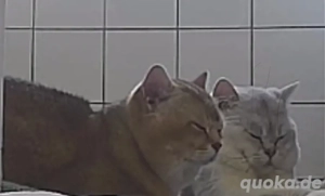  BKH Deckkater Pascha und Timoscha  Bild 5