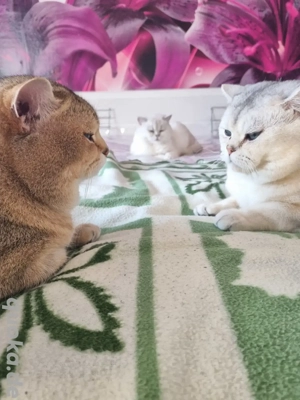  BKH Deckkater Pascha und Timoscha  Bild 6