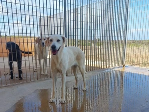 Aria sucht ihr Zuhause (noch auf Sardinien) Bild 3