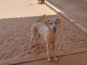 Aria sucht ihr Zuhause (noch auf Sardinien) Bild 4