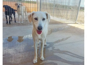 Aria sucht ihr Zuhause (noch auf Sardinien)