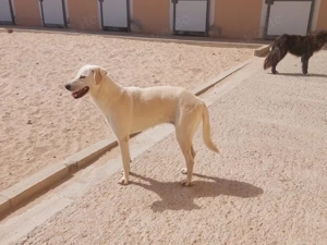Aria sucht ihr Zuhause (noch auf Sardinien) Bild 2