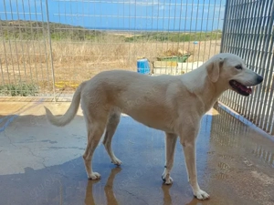 Aria sucht ihr Zuhause (noch auf Sardinien) Bild 6