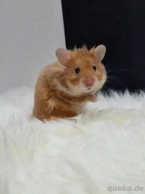 Teddyhamster Goldhamster Campbell Zwerghamster Babyhamster Bild 2