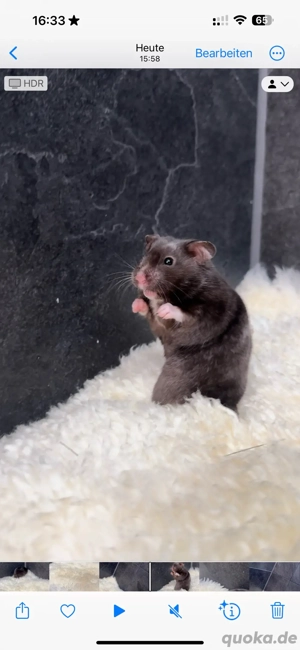 Teddyhamster Goldhamster Campbell Zwerghamster Babyhamster Bild 3