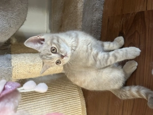Britisch-Kurzhaar-Kitten   jetzt ABHOLBEREIT & traumhaft lieb