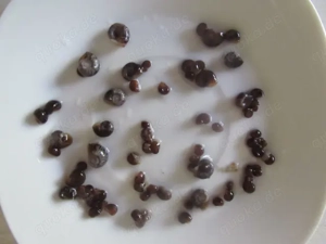 Braune Posthornschnecken Bild 2