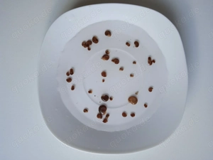 Braune Posthornschnecken Bild 3