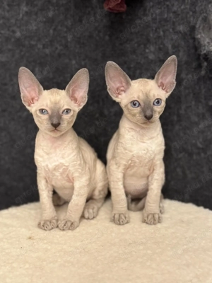Devon Rex   Cornisch Rex Kitten 