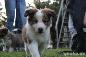 Border Collie Welpen