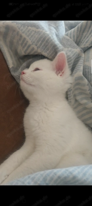 Britisch Kurtzhaar Katze (wei