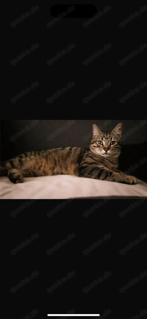 Europäische Kurzhaar Katze mit Bengalmischung