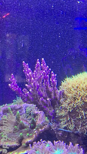 Acropora LPS SPS korallen Meerwasser  Bild 2