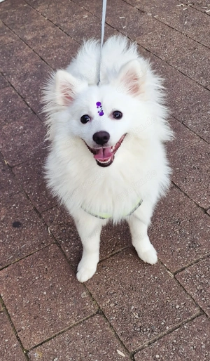 Pomeranian-Spitz Liyya