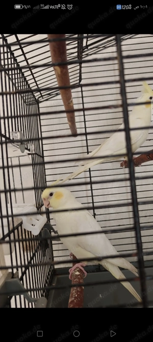 Ein Paar Nymphensittiche