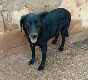 Mischlingshündin Pepa sucht Zuhause