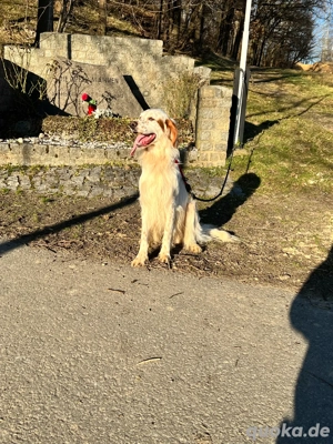Wunderschöner lieber English Setter zu verk  Bild 4