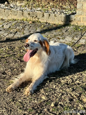 Wunderschöner lieber English Setter zu verk  Bild 3