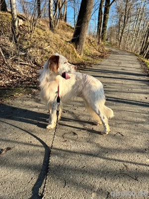 Wunderschöner lieber English Setter zu verk  Bild 2