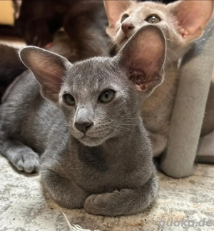 Orientalischen Kätzchen