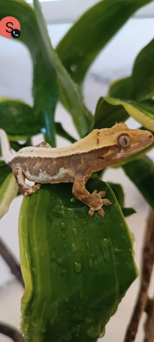 Kronengecko Lilly White poss. female Hamm