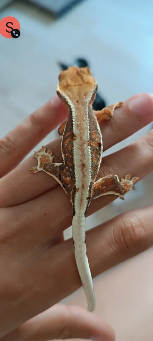 Kronengecko LW-Tricolor poss. 0.1 female Hamm