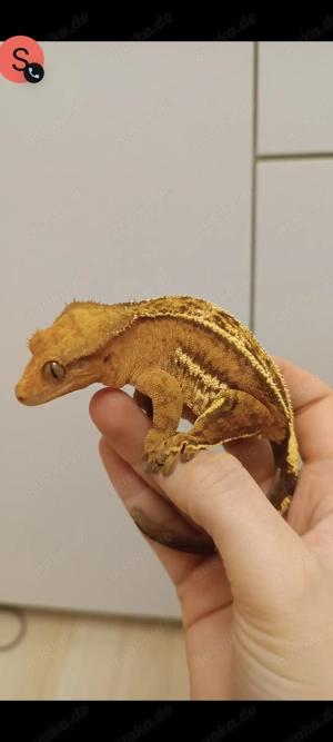 Verkaufe 0.1 Kronengecko Hamm