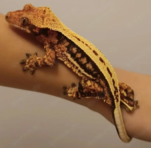 Kronengecko 0.1 zu verkaufen Hamm