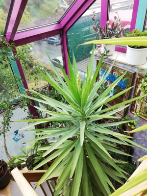 Wunderschöne große Yucca Palme  ca 4, 5  Meter hoch  Preis Verhandlungsbasis  Bild 2