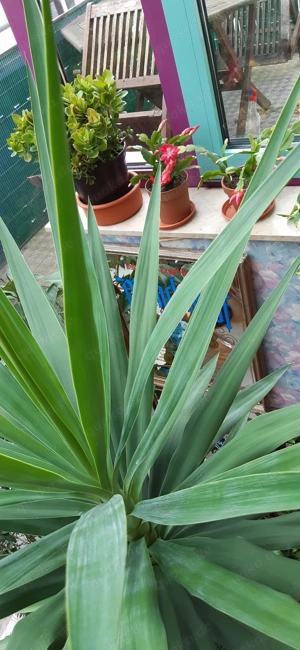 Wunderschöne große Yucca Palme  ca 4, 5  Meter hoch  Preis Verhandlungsbasis  Bild 4