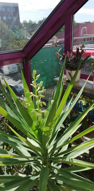 Wunderschöne große Yucca Palme  ca 4, 5  Meter hoch  Preis Verhandlungsbasis 
